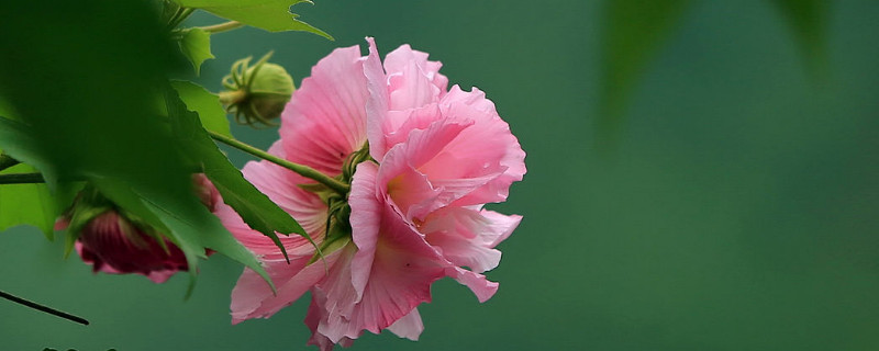 芙蓉花有种子能发芽吗 芙蓉花有种子能发芽吗视频