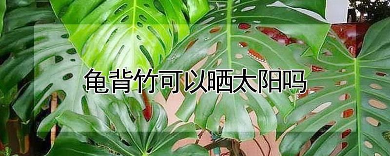 龟背竹可以晒太阳吗（龟背竹可以晒太阳吗怎么晒）