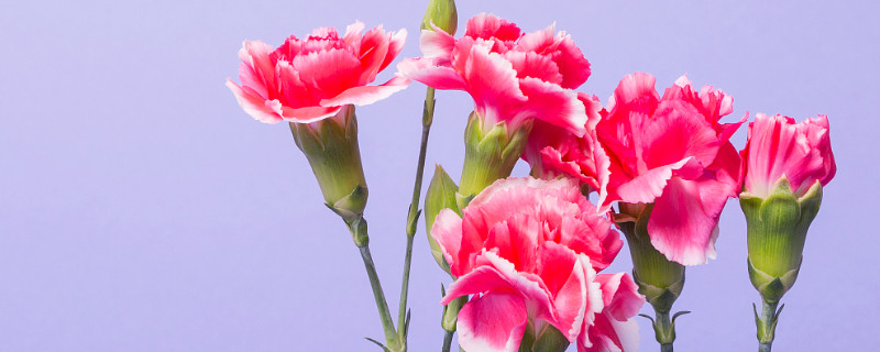 康乃馨怎么醒花（康乃馨醒花一般醒几个小时）