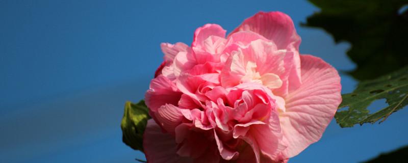 芙蓉花是海棠花吗（芙蓉花和海棠区别）