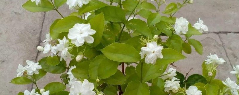 茉莉可以用迎春花嫁接吗（茉莉可以用迎春花嫁接吗视频）