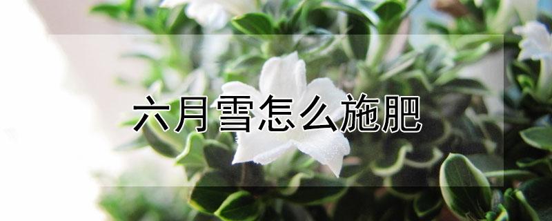 六月雪怎么施肥（六月雪施肥上什么肥好）