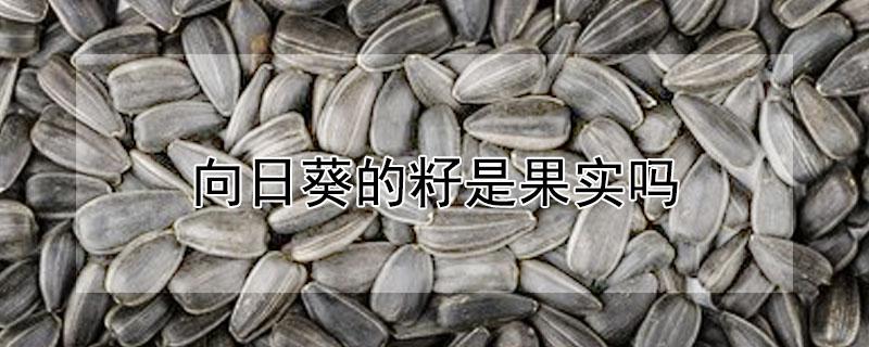 向日葵的籽是果实吗（向日葵的籽是果实吗图片）
