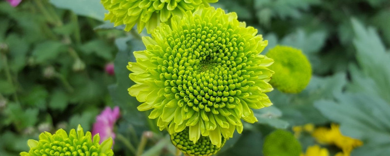 鲜菊花如何保存（鲜菊花如何保存方法）