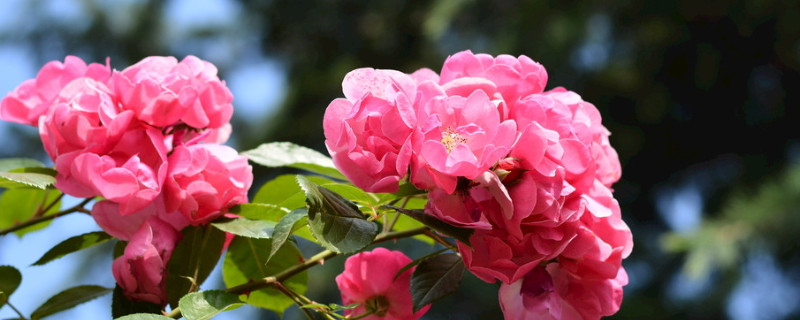蔷薇花枯萎怎么救活 蔷薇花枯萎怎么救活它