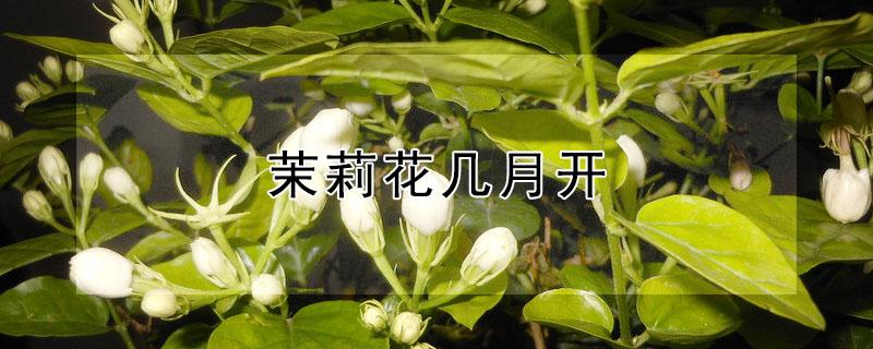 茉莉花几月开（茉莉花几月开放是什么季节?）