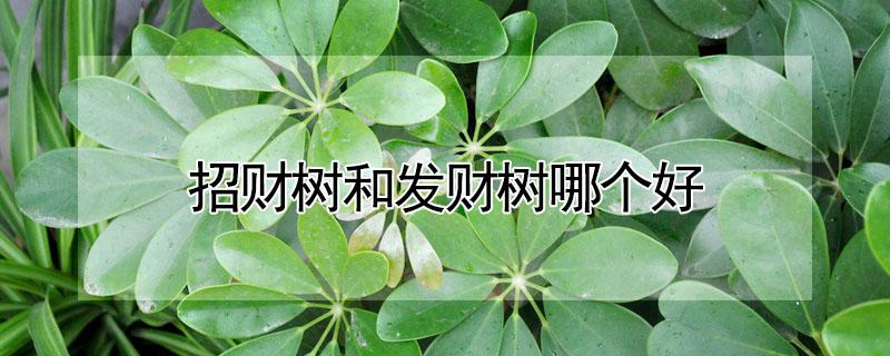 招财树和发财树哪个好 招财树和发财树哪个好养一点