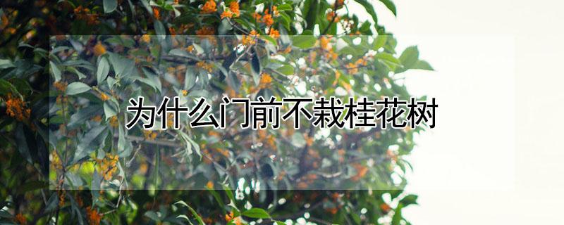 为什么门前不栽桂花树 为什么门前不栽桂花树的原因