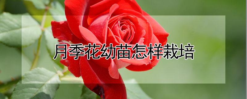月季花幼苗怎样栽培 月季花幼苗怎么养比较好