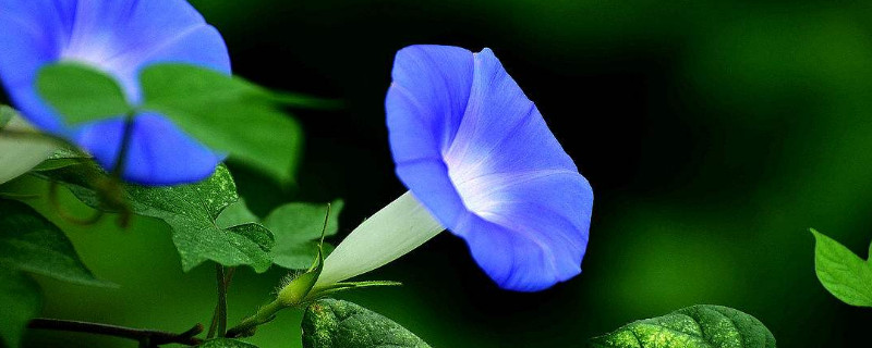 牵牛花播种需要泡种吗（牵牛花播种需要泡种吗视频）
