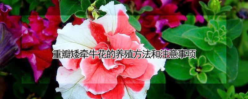 重瓣矮牵牛花的养殖方法和注意事项（重瓣矮牵牛从播种到开花需要多长时间）