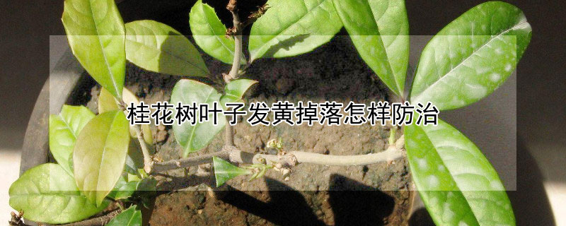 桂花树叶子发黄掉落怎样防治（桂花树叶子发黄掉落怎样防治呢）