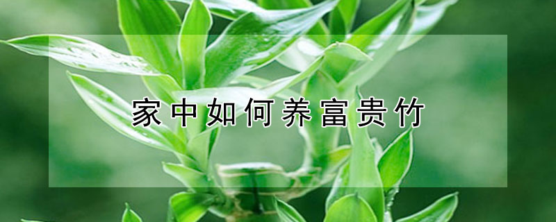 家中如何养富贵竹 家中如何养富贵竹植物