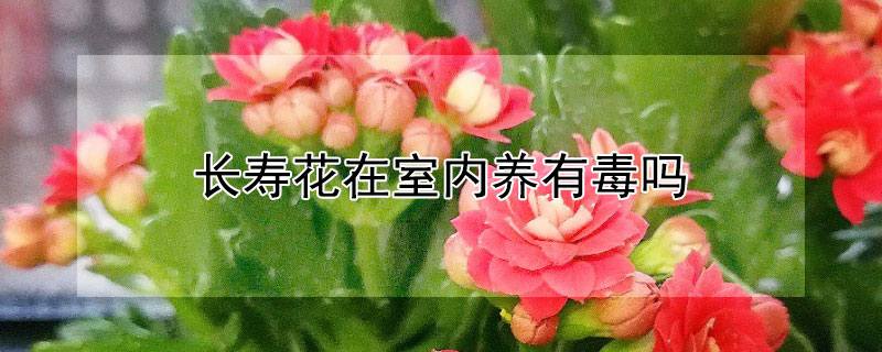 长寿花在室内养有毒吗 长寿花放在室内有毒吗?