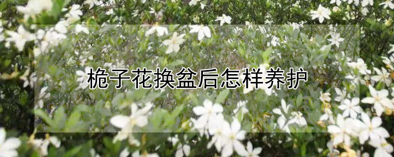 桅子花换盆后怎样养护（桅子花换盆后怎样养护和管理）