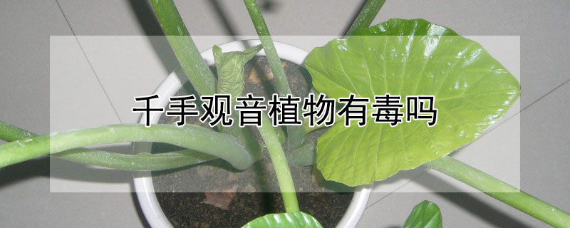 千手观音植物有毒吗 千手观音植物有毒吗能养吗