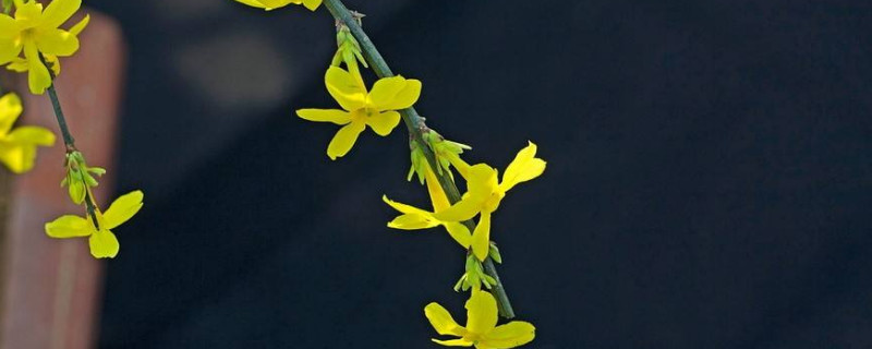 迎春花的栀子干了怎么办 迎春花枝条干了,根还能活吗