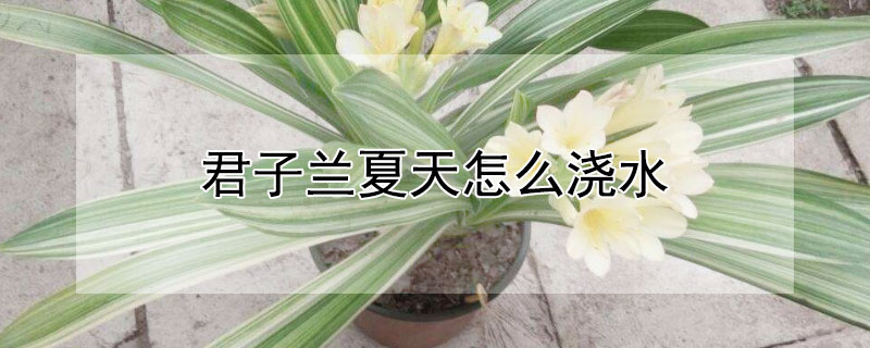 君子兰夏天怎么浇水（君子兰夏天怎么浇水视频）