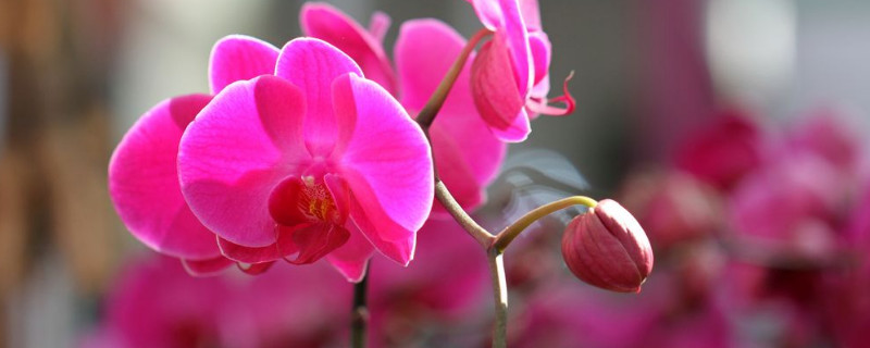 蝴蝶兰的花苞变红干瘪 蝴蝶兰的花苞变红干瘪怎么回事