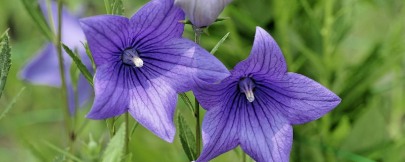 牵牛花苗的养护方法 牵牛花要怎么养