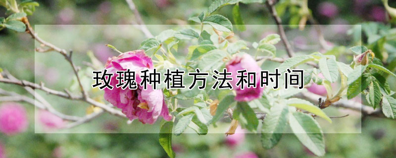 玫瑰种植方法和时间（玫瑰种植方法和注意事项）