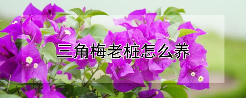 三角梅老桩怎么养 三角梅老桩怎么养护