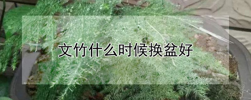 文竹什么时候换盆好（文竹什么时候换盆好养）