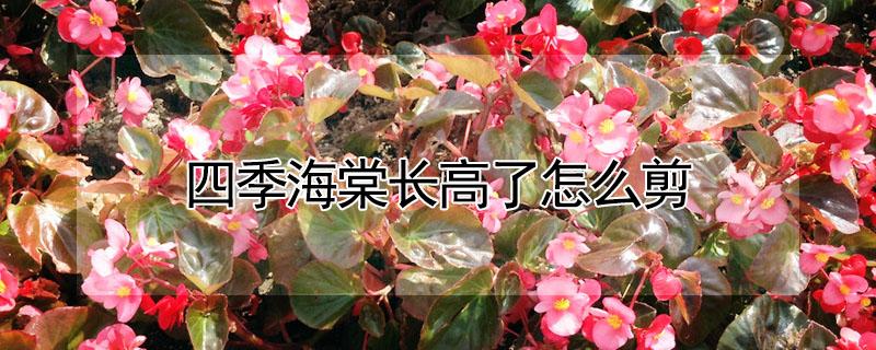 四季海棠长高了怎么剪 四季海棠长高了怎么剪枝