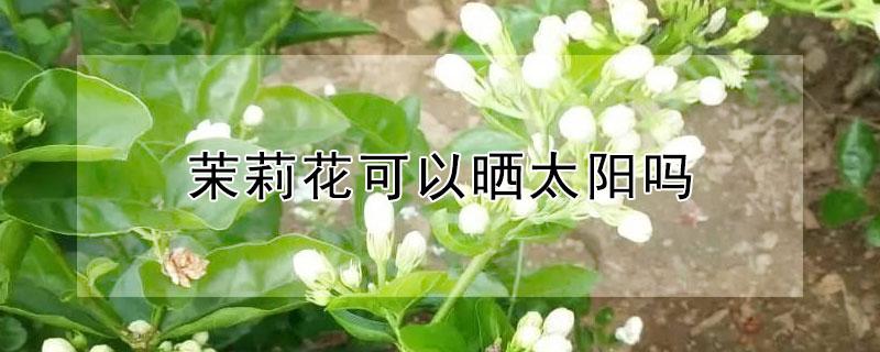 茉莉花可以晒太阳吗（茉莉花可以晒太阳吗一个月接几浇几次水）
