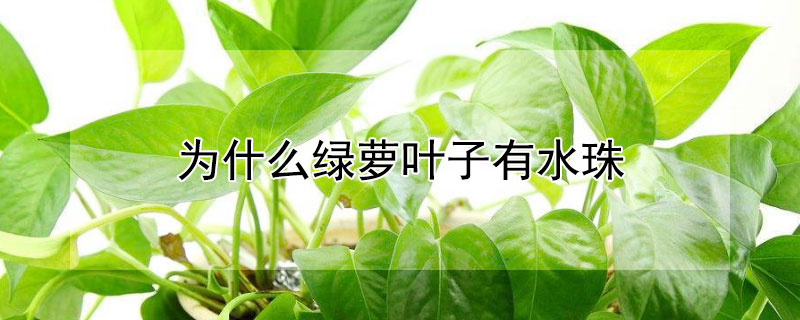 为什么绿萝叶子有水珠 为什么绿萝叶子有水珠的原因