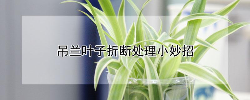 吊兰叶子折断处理小妙招 吊兰叶子折断了怎么办