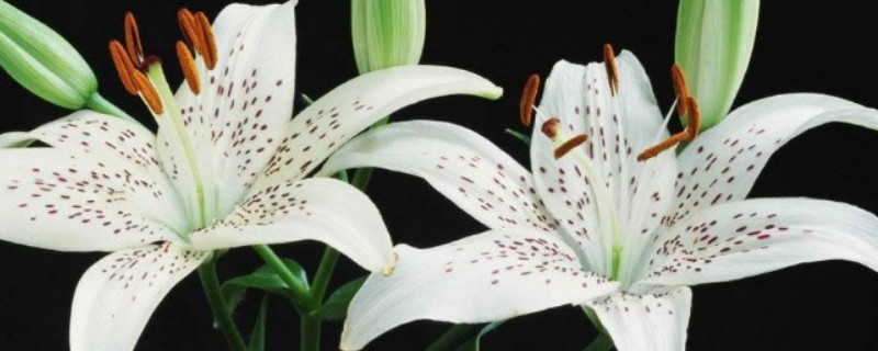 百合花长多高才开花 百合花长多高才开花