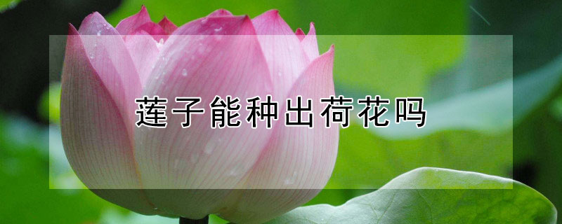 莲子能种出荷花吗（用莲子种荷花当年会开花吗）