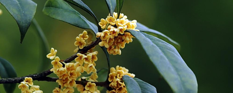 桂花叶子怎么一碰就掉（桂花叶子一碰就掉怎么补救）