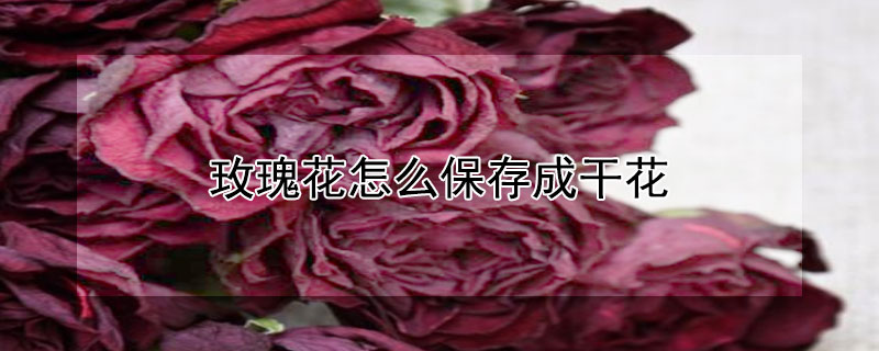 玫瑰花怎么保存成干花（玫瑰花怎么保存成干花泡澡）