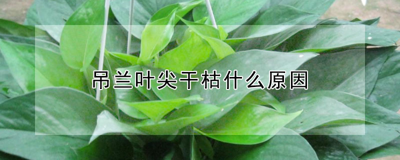 吊兰叶尖干枯什么原因 吊兰叶尖干枯什么原因呢