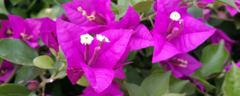 三角梅是什么季节开花 三角梅是哪个季节开放?