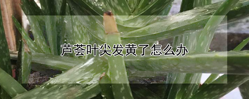 芦荟叶尖发黄了怎么办 芦荟叶尖发黄了怎么办视频