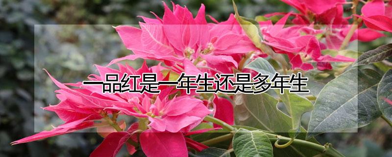 一品红是一年生还是多年生 一品红是一年生花卉吗