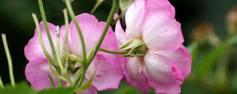蔷薇花能在室内阳台养吗（蔷薇花可以在阳台养吗）