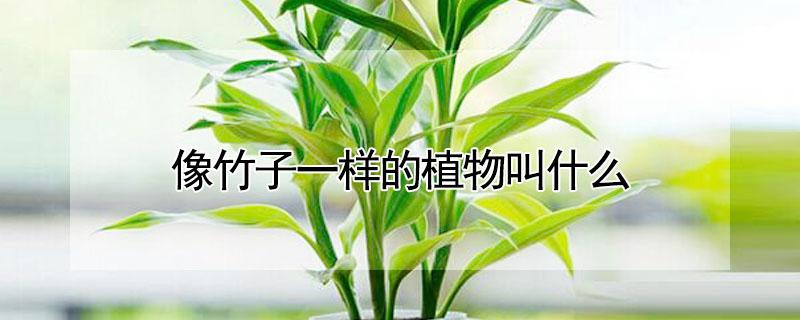 像竹子一样的植物叫什么 像竹子一样的植物叫什么凉茶