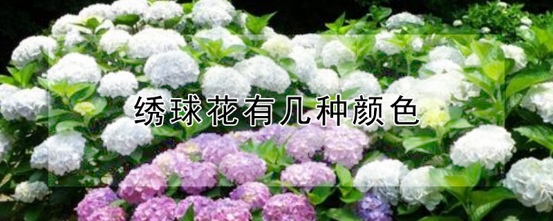 绣球花有几种颜色（绣球花有几种颜色分别是什么颜色）