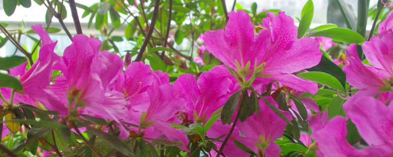 杜鹃花颜色怎么变白了 杜鹃花花色变浅的原因
