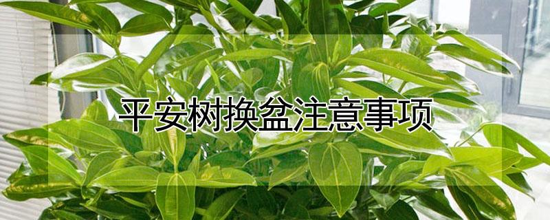 平安树换盆注意事项（平安树换盆方法和注意事项）