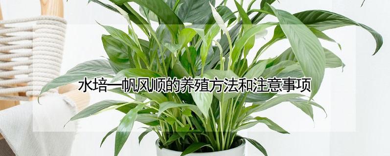 水培一帆风顺的养殖方法和注意事项（水培一帆风顺花怎么养旺盛）
