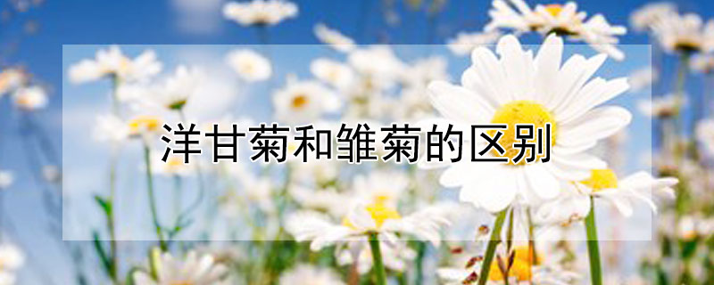 洋甘菊和雏菊的区别 雏菊和洋甘菊是一种花吗