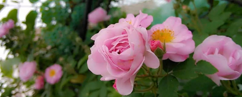 蔷薇花为什么黄叶子 蔷薇花为什么黄叶子掉了