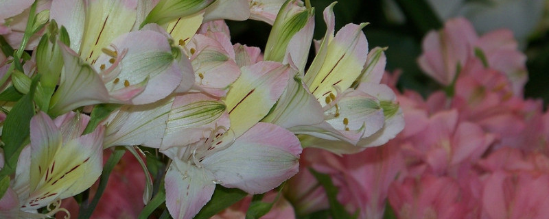 水插百合花能活多久（水插百合花怎么养 水养）