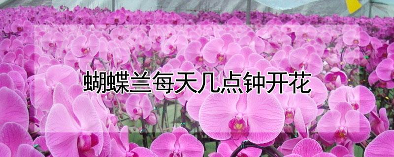 蝴蝶兰每天几点钟开花（蝴蝶兰每天几点钟开花最旺盛）