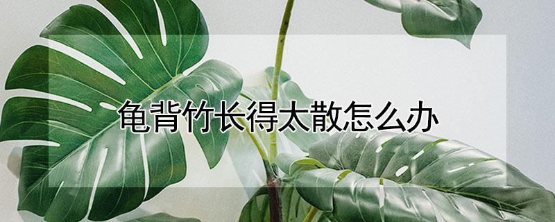 龟背竹长得太散怎么办（龟背竹长的散怎么回事）
